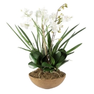 Picture of MOTH ORCHID PLANTER