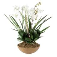 Picture of MOTH ORCHID PLANTER