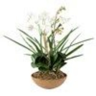 Picture of MOTH ORCHID PLANTER