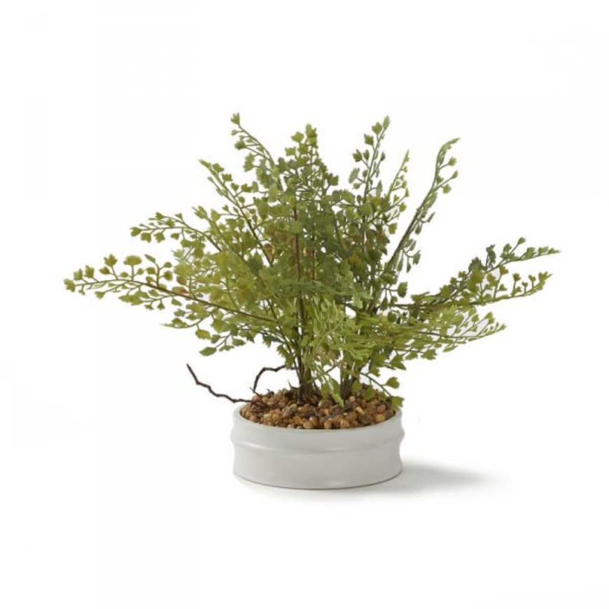 Picture of IRON FAN FERN IN SMALL DOLLOP PLANTER