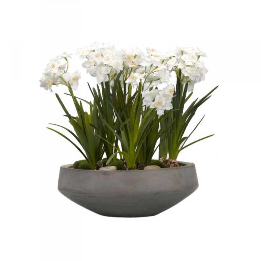 Picture of PAPERWHITE BULBS IN NEWPORT BOWL