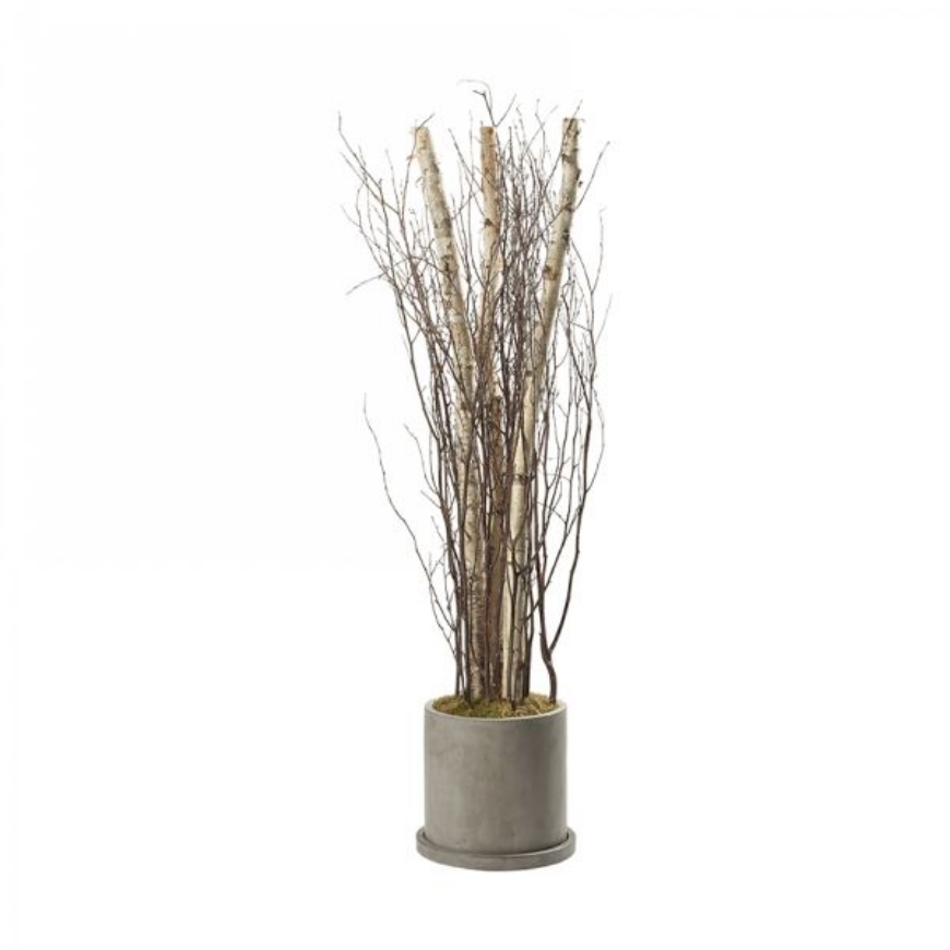 Picture of 7' BIRCH POLES AND TOPS IN LARGE MARTA PLANTER