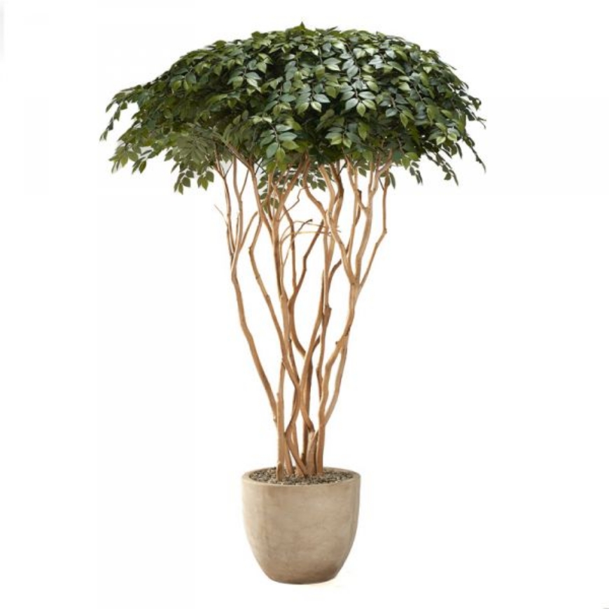 Picture of 8' SAKAKI TREE IN LARGE GROVE PLANTER
